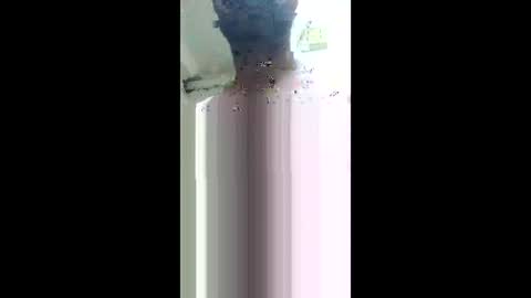 Khushipussy online show from December 4, 8:56 am