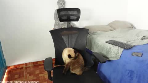 Snapshot of kite__ chatting on December 23, 3:44 pm kite__ online show from December 23, 3:44 pm