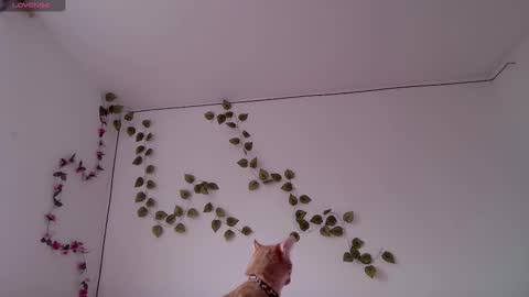 Kitty online show from March 3, 9:42 pm