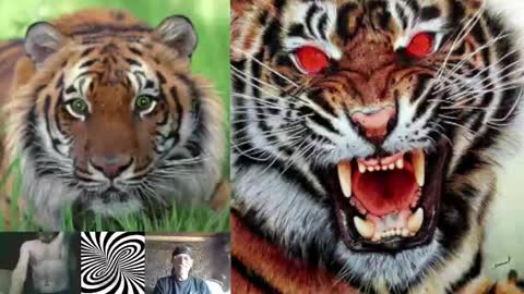 Snapshot of kodiakpm1 chatting on December 3, 8:38 am kodiakpm1 online show from December 3, 8:38 am