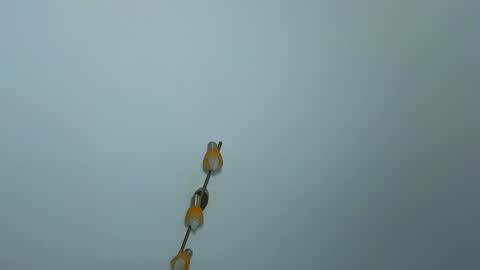 LauraMirage online show from December 30, 7:26 am