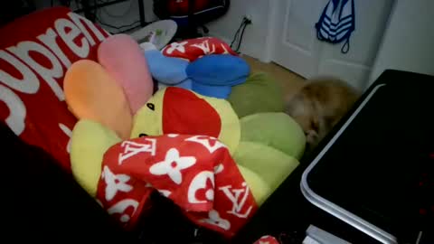 LORDXW online show from December 31, 5:11 am