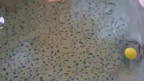 lovelyladyflaccid online show from May 27, 10:29 pm