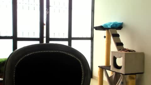 luara__01__lecat_1 online show from November 24, 5:34 pm