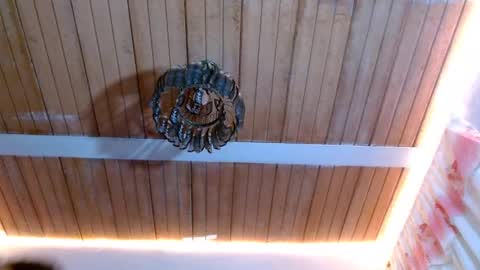 Bella Maidi online show from February 22, 12:08 pm