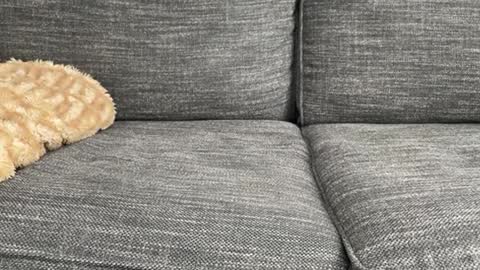 majortazer online show from February 17, 10:58 pm