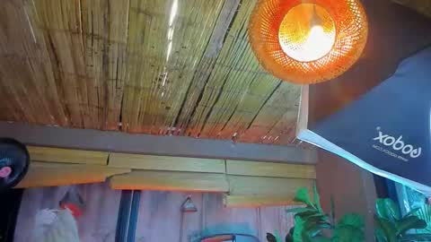 marcovitto online show from November 18, 7:29 pm