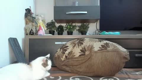 MellyMell  online show from February 18, 2:16 am