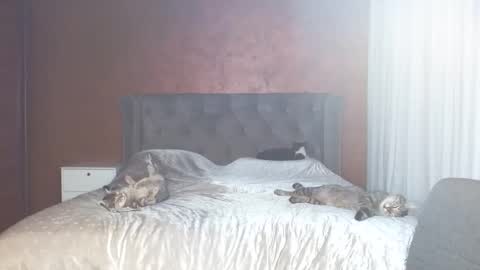 Misha online show from January 31, 7:11 pm