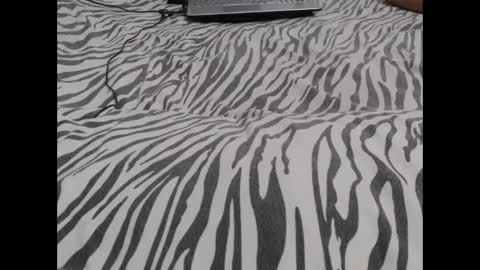 Snapshot of mollyandbra chatting on December 3, 3:09 am Molly And Brad online show from December 3, 3:09 am