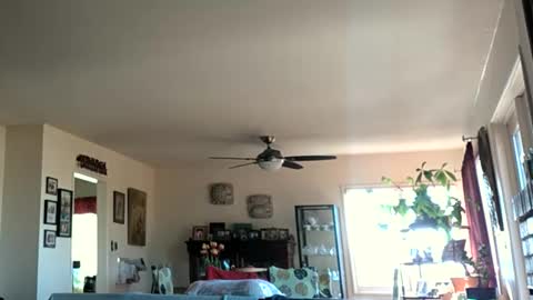 Monkee Dance online show from January 28, 5:35 pm