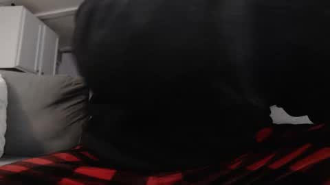 mrshlongboy21 online show from January 25, 2:47 am