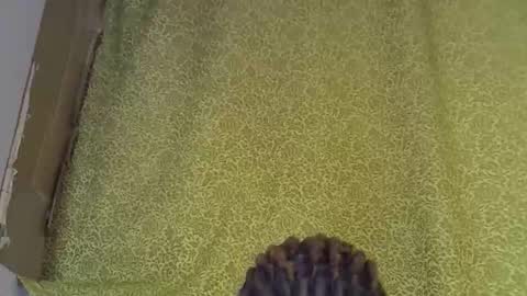 previn online show from January 7, 8:22 pm