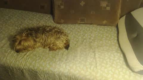 Lilly  online show from October 22, 2:45 am