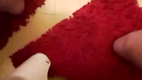 Snapshot of newbookwriter chatting on January 26, 6:28 am BookWriter online show from January 26, 6:28 am