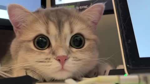 Sun or Luna online show from April 21, 8:23 pm