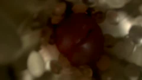 Snapshot of nocturnusfuz chatting on January 30, 2:47 pm nocturnusfuz online show from January 30, 2:47 pm