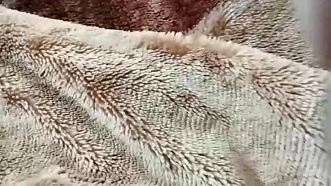 sim  nib online show from February 2, 7:23 pm