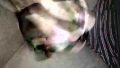 Snapshot of pacho_007 chatting on February 19, 3:13 am Superfeno online show from February 19, 3:13 am