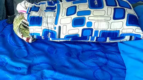 Yura independent  model online show from January 6, 12:35 pm