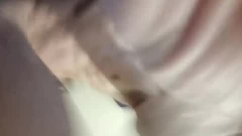 Paw online show from December 30, 12:20 pm