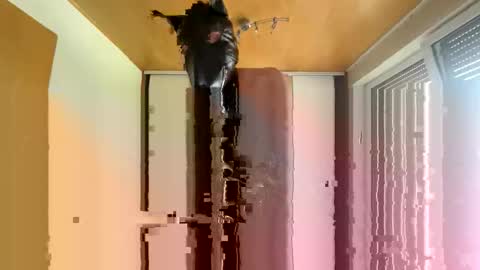 playdog123 online show from October 12, 1:21 pm