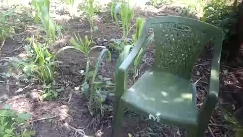 Snapshot of purebae chatting on November 12, 8:59 am purebae online show from November 12, 8:59 am