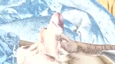 Snapshot of rabo_rico chatting on February 26, 10:14 am rabo_rico online show from February 26, 10:14 am