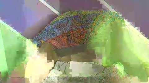 rainbow baby26 online show from November 18, 7:18 pm