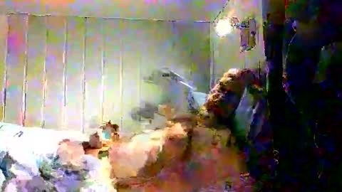 Snapshot of real_viking1 chatting on December 17, 7:58 am real_viking1 online show from December 17, 7:58 am