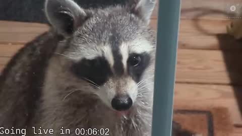 Ryan aka KeylimeRy online show from November 19, 8:03 am