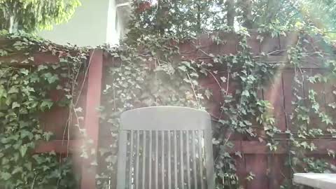 Snapshot of sammieplays chatting on May 17, 8:05 pm Playful Sammie online show from May 17, 8:05 pm