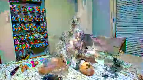 Sexapoly online show from March 17, 6:55 pm