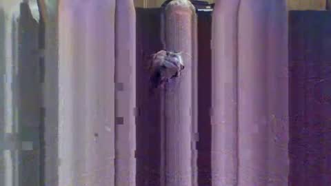 sexybeast_2 online show from September 9, 11:43 am