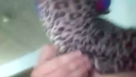 Snapshot of sissycrossdrese chatting on January 25, 2:14 pm sissycrossdrese online show from January 25, 2:14 pm