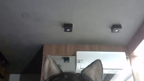 skinnykittencam online show from November 5, 3:17 am