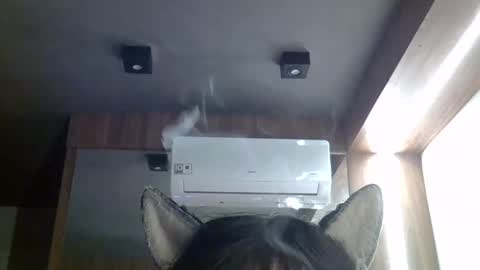 skinnykittencam online show from May 20, 2:45 pm