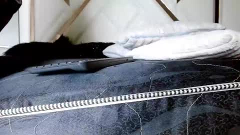 SophiaLee online show from February 13, 1:12 am