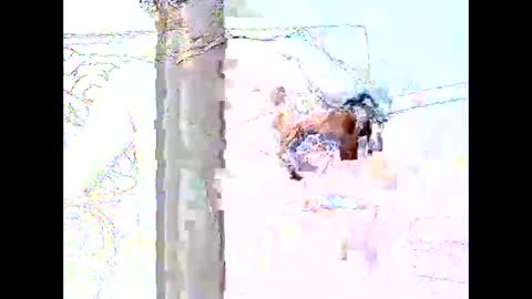 star0806666a online show from April 19, 6:10 pm