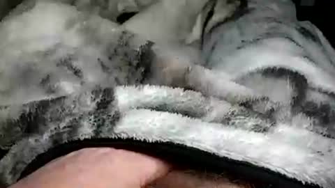 stargazor online show from December 20, 10:05 am