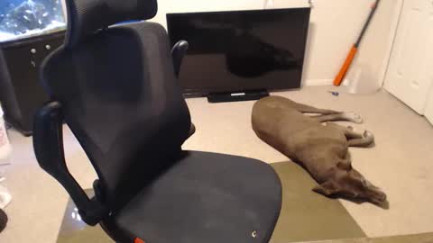 Snapshot of subryan03 chatting on October 15, 2:06 pm do i have lil tits or pecs online show from October 15, 2:06 pm