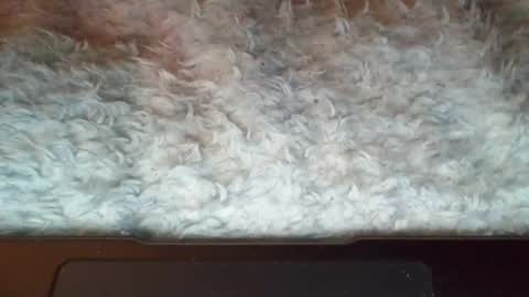 Suseee online show from April 7, 4:46 am