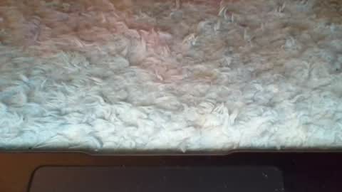 Suseee online show from April 8, 2:39 pm