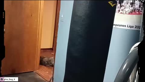 Snapshot of the_alpha_dog_xxx chatting on March 10, 6:23 pm the_alpha_dog_xxx online show from March 10, 6:23 pm