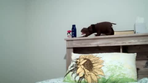 the_sam_ online show from February 8, 1:54 am