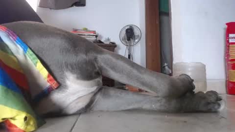   Thomas    online show from February 4, 3:04 pm