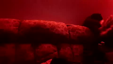 tretrix5588 online show from January 3, 10:09 am