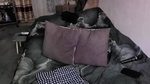 Snapshot of tviks chatting on November 20, 9:58 pm Lana online show from November 20, 9:58 pm