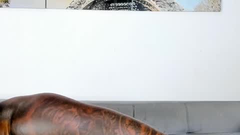 Dvid Rullers online show from November 7, 12:32 am