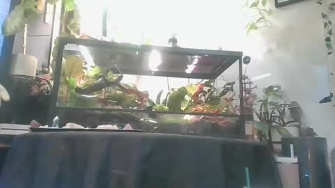 vanessa__foxx online show from December 1, 5:34 am